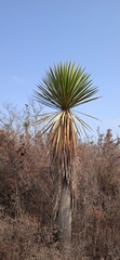 Yucca periculosa