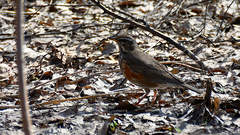 Turdus iliacus