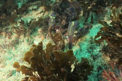 Clavelina meridionalis