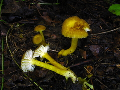 Hygrocybe caespitosa
