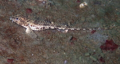 Odontopyxis trispinosa