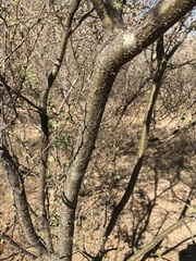 Vachellia campechiana
