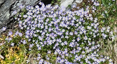 Houstonia serpyllifolia