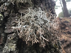 Pseudevernia consocians