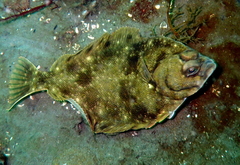 Lepidopsetta bilineata