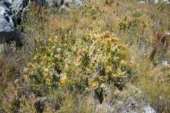 Leucospermum mundii