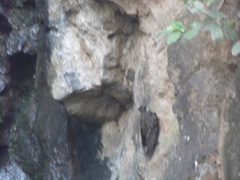 Streptoprocne semicollaris