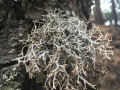Pseudevernia consocians