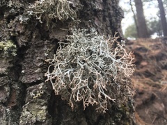 Pseudevernia consocians