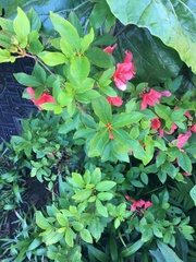 Rhododendron