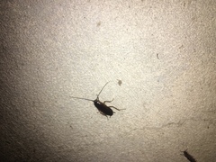 Blattidae