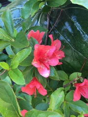 Rhododendron