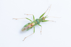 Nabis viridulus