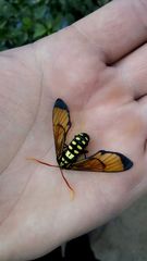 Isanthrene perboscii