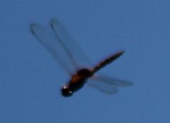 Tauriphila australis