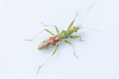 Nabis viridulus