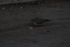 Zenaida auriculata