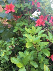 Rhododendron
