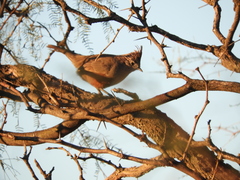 Rhinocrypta lanceolata