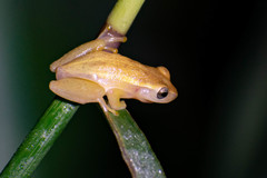 Dendropsophus nanus