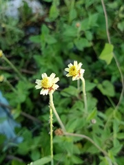 Tridax procumbens