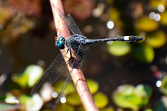 Micrathyria longifasciata