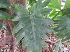 Thaumatophyllum bipinnatifidum