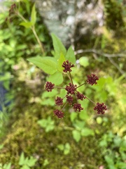 Thaspium trifoliatum trifoliatum
