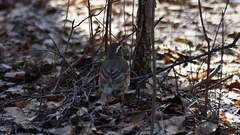 Turdus iliacus