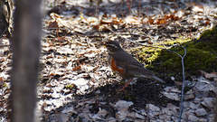 Turdus iliacus