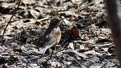 Turdus iliacus