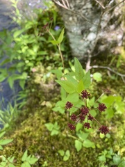 Thaspium trifoliatum trifoliatum