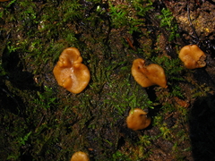 Psilopezia nummularialis