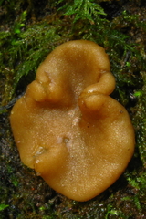 Psilopezia nummularialis