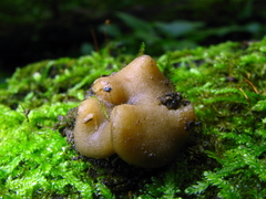 Psilopezia nummularialis