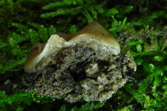 Psilopezia nummularialis