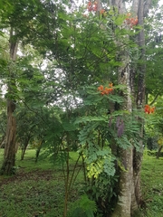 Caesalpinia