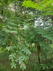 Caesalpinia