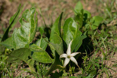 Jaborosa integrifolia