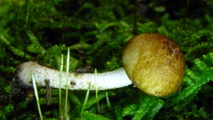 Cystoagaricus
