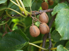 Actinidia rufa