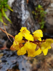 Disa aurata