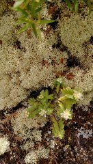 Pimelea orthia