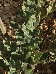 Vesper macrorhizus