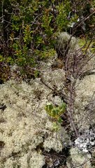 Pimelea orthia
