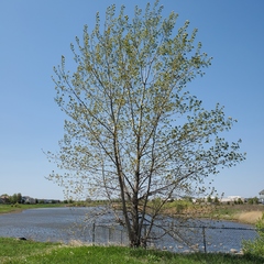 Populus