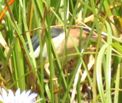 Ixobrychus minutus payesii