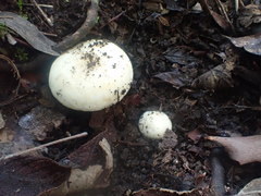 Russula marangania