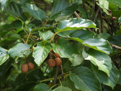 Actinidia rufa