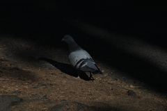 Columba livia domestica